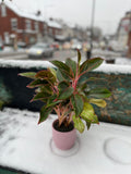Aglaonema Crete