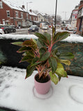 Aglaonema Crete