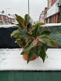 Aglaonema Crete