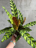 Rattlesnake Calathea