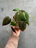 Philodendron Micans