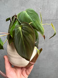 Philodendron Micans