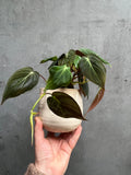 Philodendron Micans