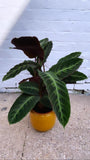 Calathea Jungle Velvet