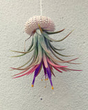 Air Plants (Tillandsia)