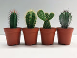 Cacti Medley Box