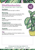 Dieffenbachia Summer Style