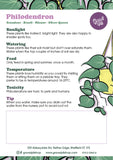 Philodendron Scandens