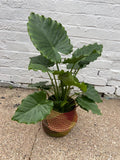 Alocasia Gageana