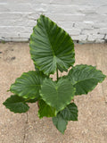 Alocasia Gageana