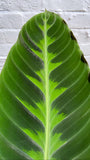 Calathea Jungle Velvet