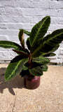 Calathea Jungle Velvet