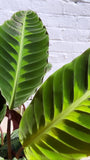 Calathea Jungle Velvet