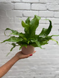 Crocodile Fern