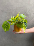 Philodendron Scandens Brasil