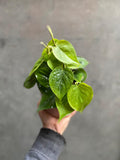 Philodendron Scandens