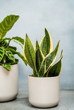 Lisbon Planter