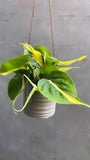 Philodendron Scandens Brasil