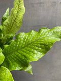 Crocodile Fern