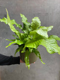 Crocodile Fern