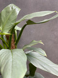 Philodendron Silver Queen
