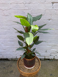 Philodendron Silver Queen