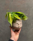 Philodendron Scandens Brasil