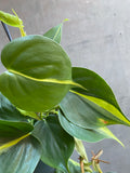 Philodendron Scandens Brasil Hanger