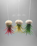 Air Plants (Tillandsia)