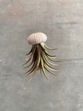 Air Plants (Tillandsia)