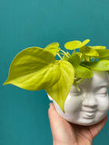 Philodendron Lemon Lime