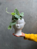 Satin Pothos