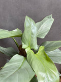 Philodendron Silver Queen