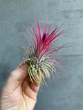Air Plants (Tillandsia)