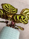 Calathea Makoyana