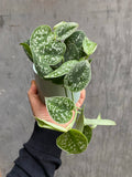 Satin Pothos