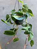 Philodendron Scandens Brasil Hanger