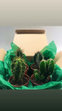 Cacti Medley Box