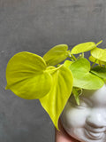 Philodendron Lemon Lime