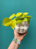 Philodendron Lemon Lime