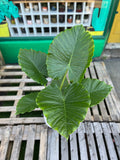 Alocasia Gageana