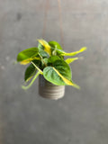 Philodendron Scandens Brasil