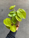 Philodendron Lemon Lime