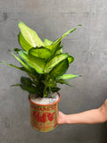 Dieffenbachia Summer Style