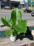Alocasia Gageana