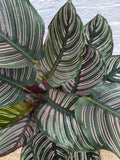 Calathea Sanderiana