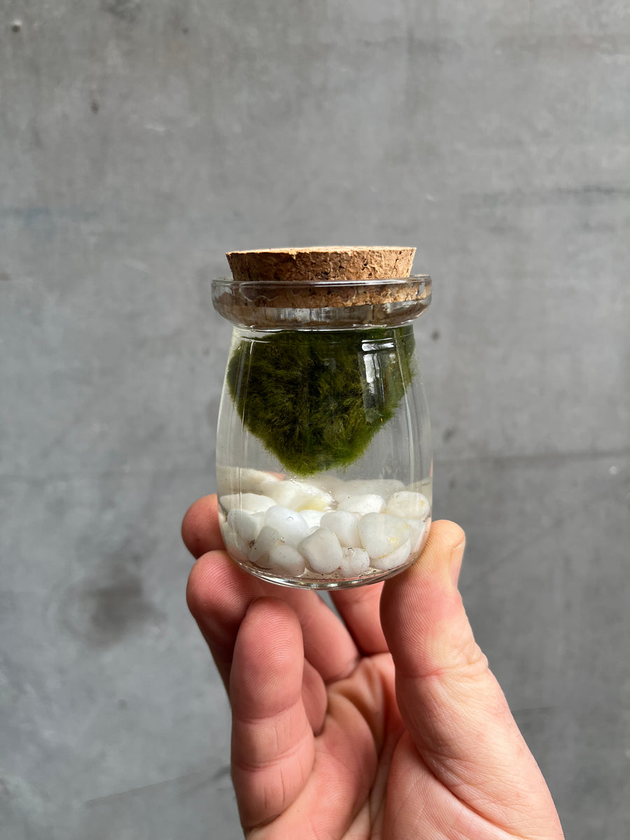 Marimo Moss Balls – Snuffle and Swim