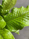Crocodile Fern
