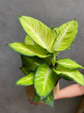 Dieffenbachia Summer Style