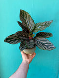 Calathea Sanderiana